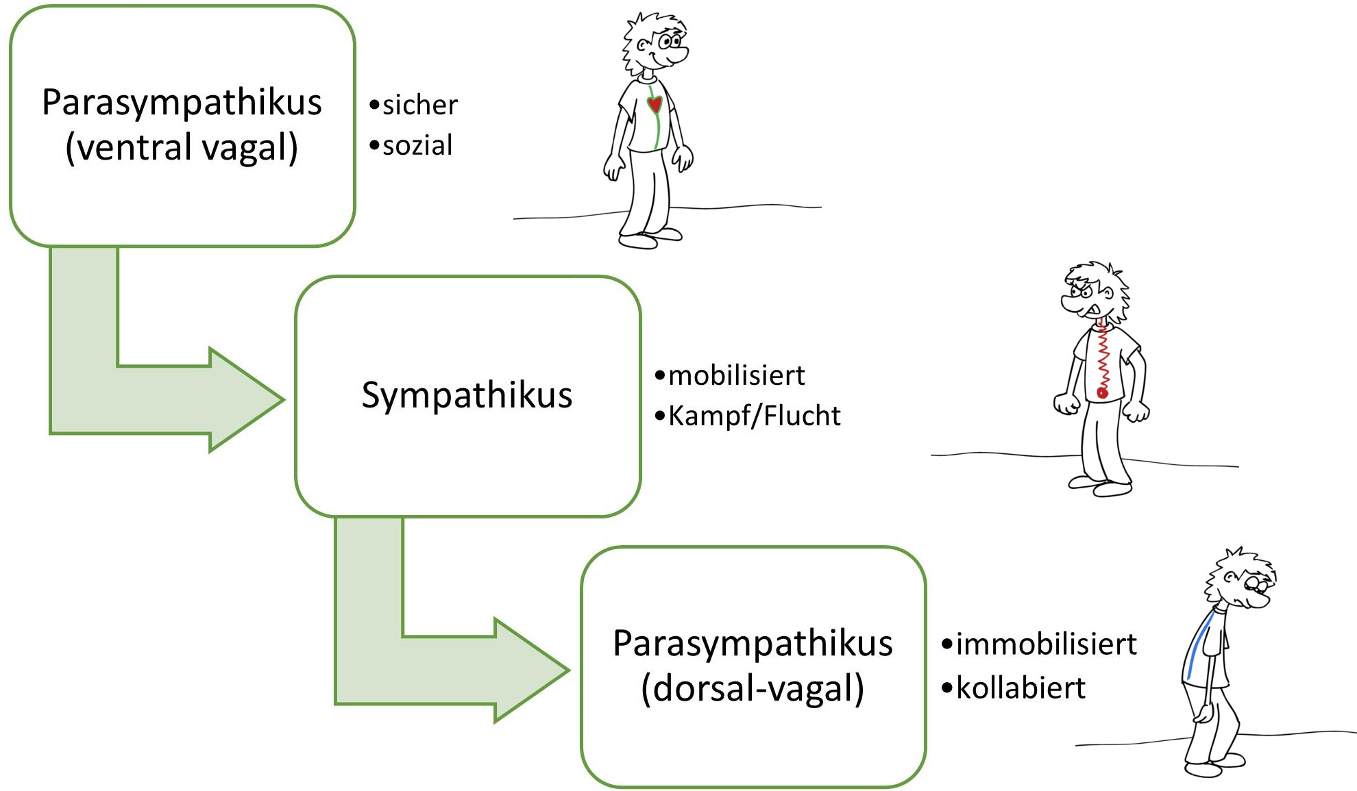 Polyvagale Hierarchie